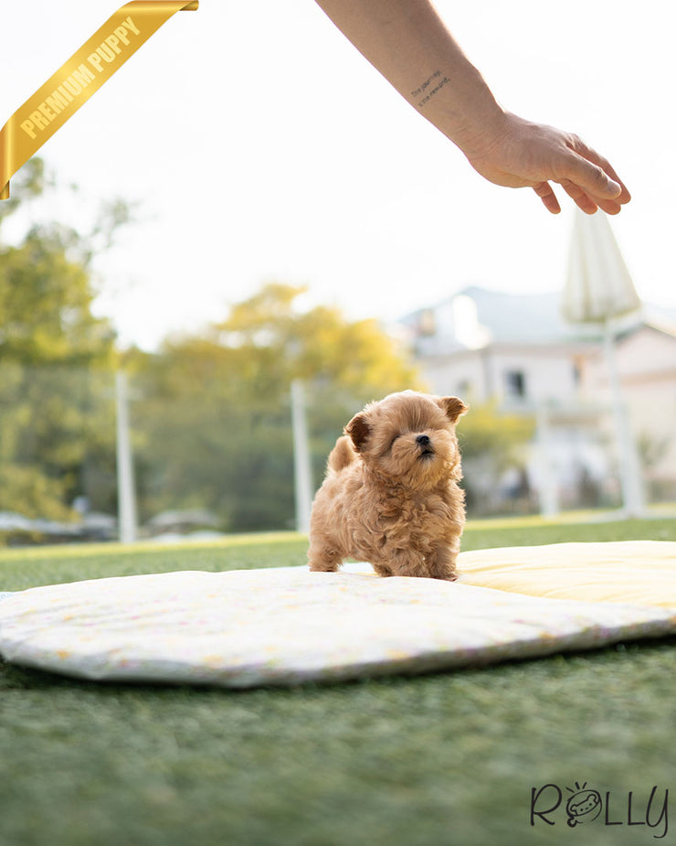 Rolly Teacup Puppies LUCY - FEMALE (PURCHASED by K).