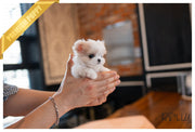 Rolly Teacup Puppies (PURCHASED by Kooshki) LULU - Maltipoo. F.
