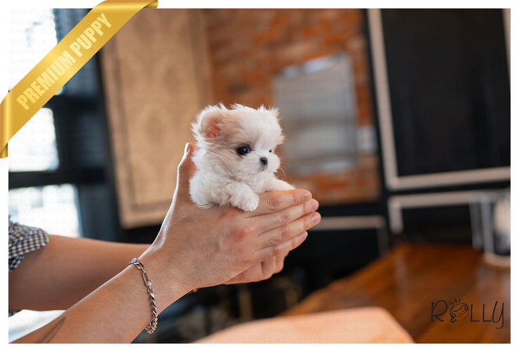 Rolly Teacup Puppies (PURCHASED by Kooshki) LULU - Maltipoo. F.