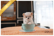 Rolly Teacup Puppies (PURCHASED by Kooshki) LULU - Maltipoo. F.
