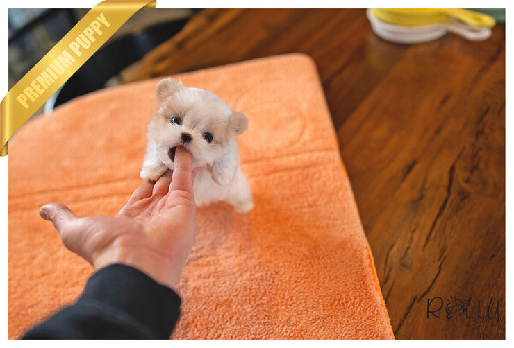Rolly Teacup Puppies (PURCHASED by Kooshki) LULU - Maltipoo. F.