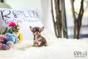 Rolly Teacup Puppies (Purchased by Foty) Latte - Chihuahua. M.