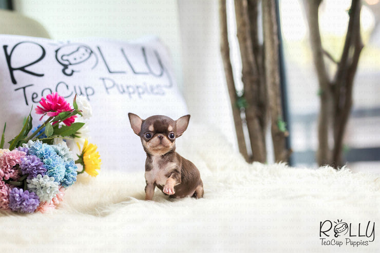 Rolly Teacup Puppies (Purchased by Foty) Latte - Chihuahua. M.