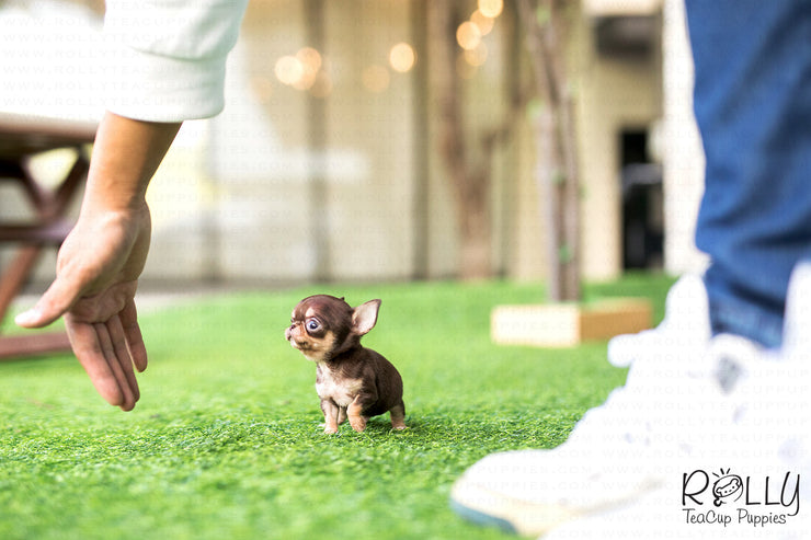 Rolly Teacup Puppies (Purchased by Foty) Latte - Chihuahua. M.