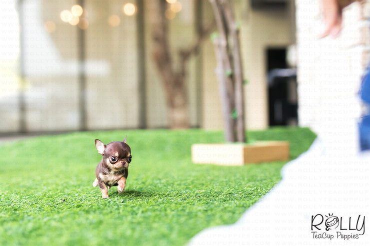 Rolly Teacup Puppies (Purchased by Foty) Latte - Chihuahua. M.