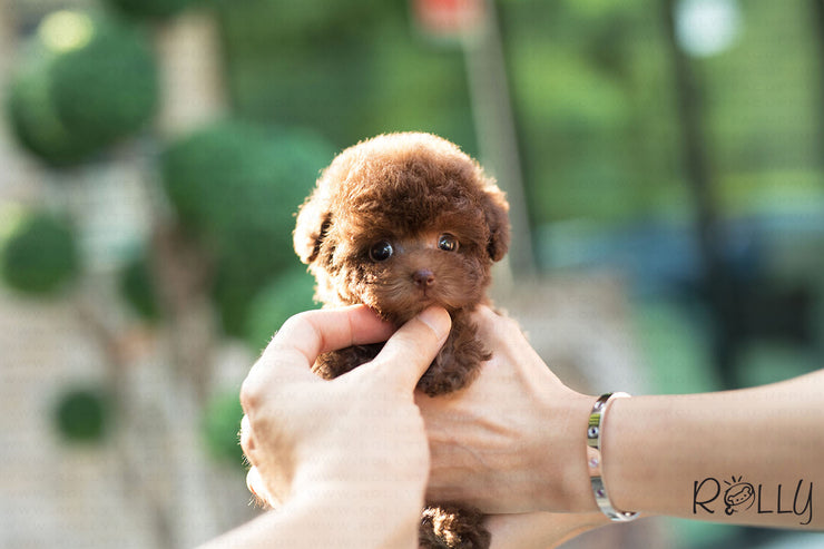 Rolly Teacup Puppies (Purchased by Fabregas) Latte - Poodle. F.