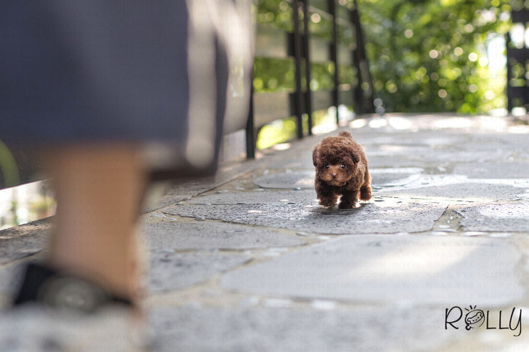 Rolly Teacup Puppies (Purchased by Fabregas) Latte - Poodle. F.