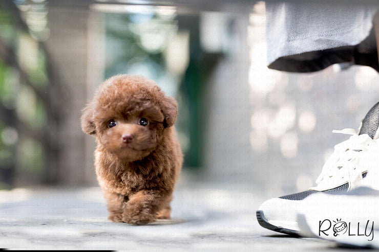 Rolly Teacup Puppies (Purchased by Fabregas) Latte - Poodle. F.