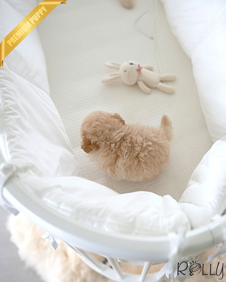 Rolly Teacup Puppies MIU - FEMALE (PURCHASED by AHMAD).