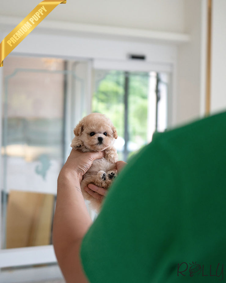 Rolly Teacup Puppies MIU - FEMALE (PURCHASED by AHMAD).