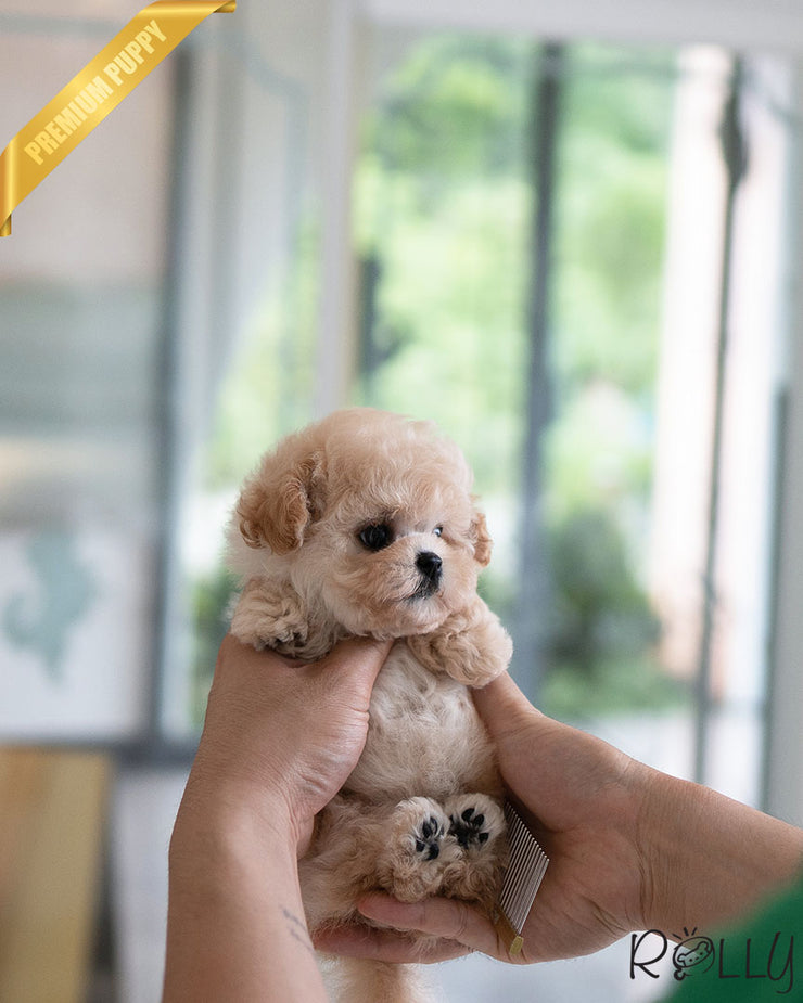 Rolly Teacup Puppies MIU - FEMALE (PURCHASED by AHMAD).