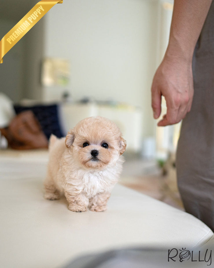 Rolly Teacup Puppies MIU - FEMALE (PURCHASED by AHMAD).