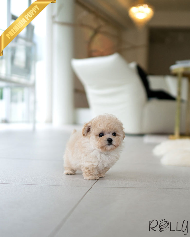 Rolly Teacup Puppies MIU - FEMALE (PURCHASED by AHMAD).