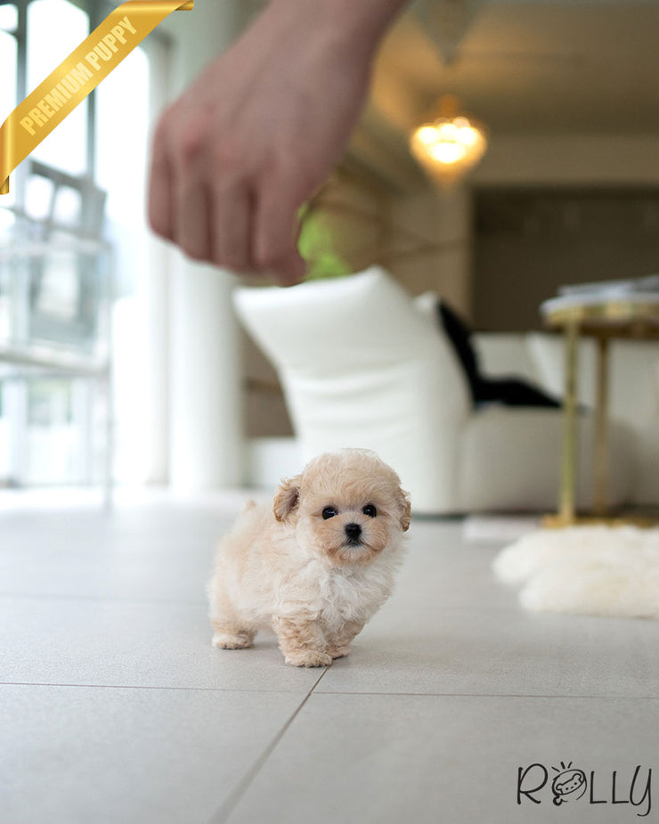 Rolly Teacup Puppies MIU - FEMALE (PURCHASED by AHMAD).