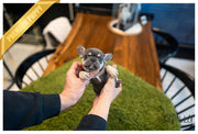 Rolly Teacup Puppies (Purchased by Gibbons) LAVENDER - French. F.