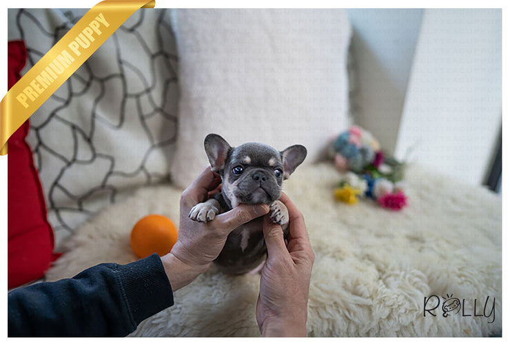 Rolly Teacup Puppies (Purchased by Gibbons) LAVENDER - French. F.