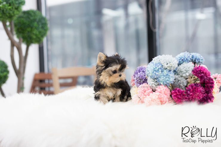 Rolly Teacup Puppies (SOLD to Feinberg) Leah - Yorkshire Terrier. F.