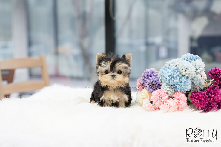 Rolly Teacup Puppies (SOLD to Feinberg) Leah - Yorkshire Terrier. F.