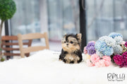 Rolly Teacup Puppies (SOLD to Feinberg) Leah - Yorkshire Terrier. F.