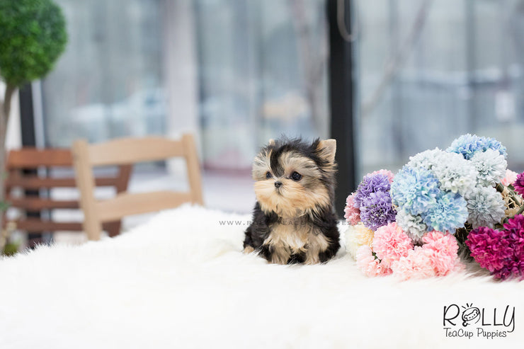 Rolly Teacup Puppies (SOLD to Feinberg) Leah - Yorkshire Terrier. F.