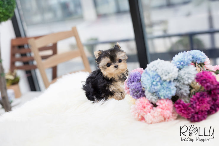 Rolly Teacup Puppies (SOLD to Feinberg) Leah - Yorkshire Terrier. F.