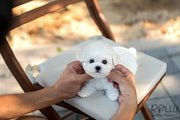 Rolly Teacup Puppies (SOLD to Kinanti) Leo - Bichon. M.
