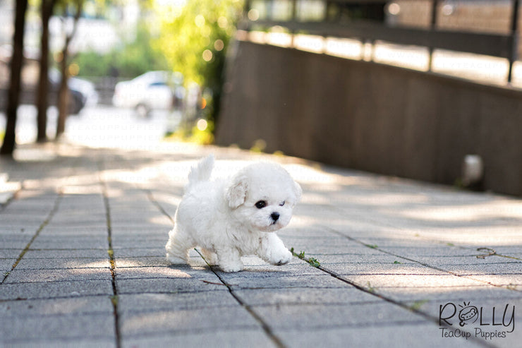 Rolly Teacup Puppies (SOLD to Kinanti) Leo - Bichon. M.