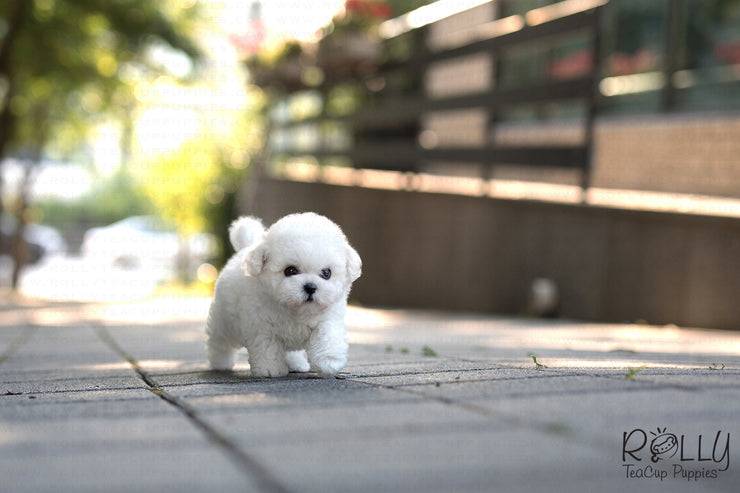 Rolly Teacup Puppies (SOLD to Kinanti) Leo - Bichon. M.