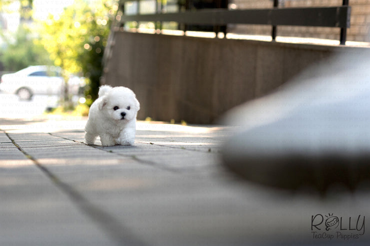Rolly Teacup Puppies (SOLD to Kinanti) Leo - Bichon. M.