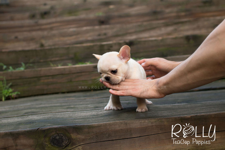 Rolly Teacup Puppies Liby - French Bulldog.