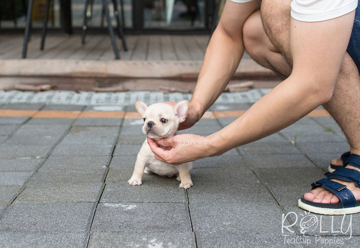 Rolly Teacup Puppies Liby - French Bulldog.