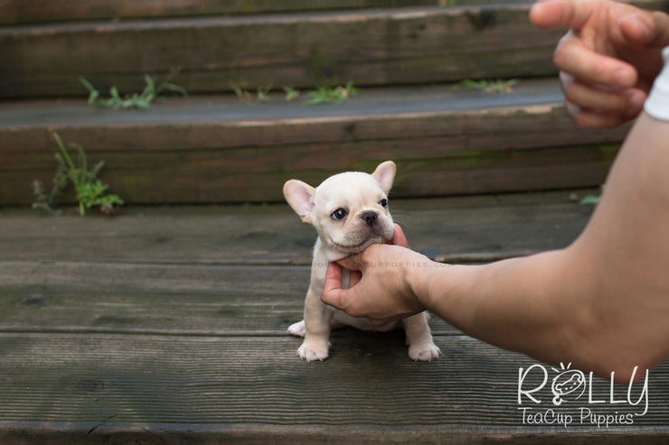 Rolly Teacup Puppies Liby - French Bulldog.