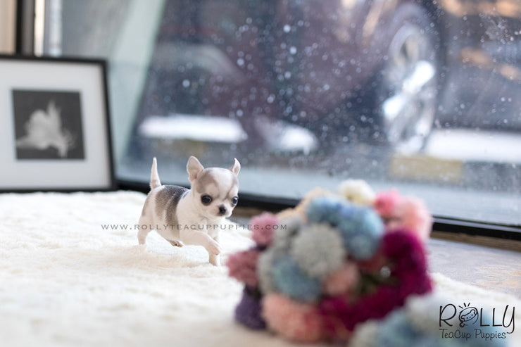 Rolly Teacup Puppies (SOLD to Cohan) Lilac - Chihuahua. F.