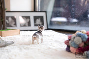 Rolly Teacup Puppies (SOLD to Cohan) Lilac - Chihuahua. F.