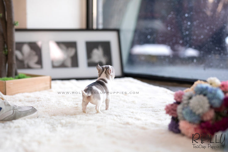 Rolly Teacup Puppies (SOLD to Cohan) Lilac - Chihuahua. F.