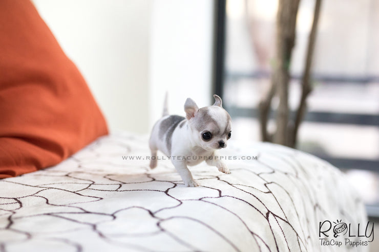 Rolly Teacup Puppies (SOLD to Cohan) Lilac - Chihuahua. F.