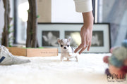 Rolly Teacup Puppies (SOLD to Cohan) Lilac - Chihuahua. F.