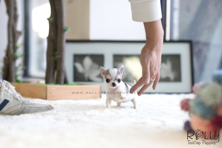 Rolly Teacup Puppies (SOLD to Cohan) Lilac - Chihuahua. F.