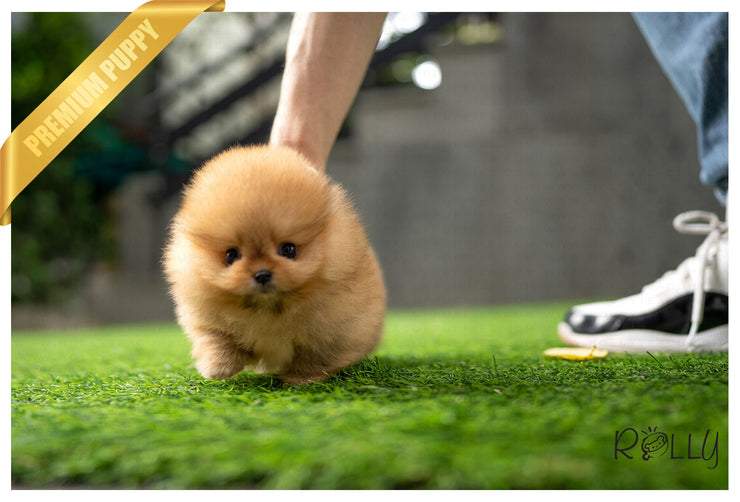 Rolly Teacup Puppies (Purchased by VIP) LILO - Pomeranian. F.