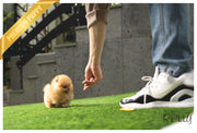 Rolly Teacup Puppies (Purchased by VIP) LILO - Pomeranian. F.