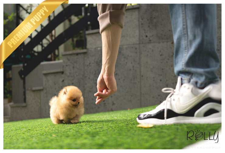 Rolly Teacup Puppies (Purchased by VIP) LILO - Pomeranian. F.