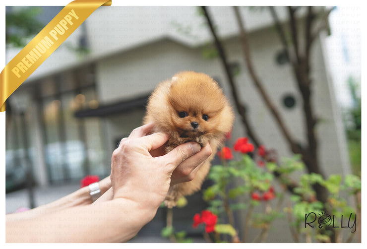 Rolly Teacup Puppies (Purchased by VIP) LILO - Pomeranian. F.