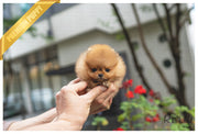 Rolly Teacup Puppies (Purchased by VIP) LILO - Pomeranian. F.