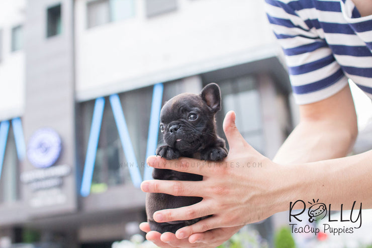 Rolly Teacup Puppies Lily - French Bulldog.