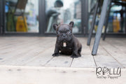 Rolly Teacup Puppies Lily - French Bulldog.