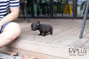 Rolly Teacup Puppies Lily - French Bulldog.