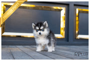 Rolly Teacup Puppies (PURCHASED by Pareira) LINKS - Pomsky. M.