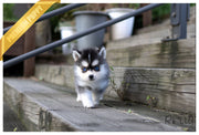 Rolly Teacup Puppies (PURCHASED by Pareira) LINKS - Pomsky. M.