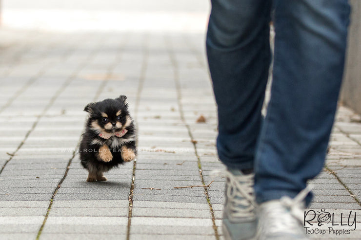 Rolly Teacup Puppies (SOLD to Doug) Lisa - Pomchi. F.