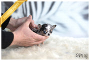 Rolly Teacup Puppies (Purchased to Darrell) Livie - Chihuahua. F.